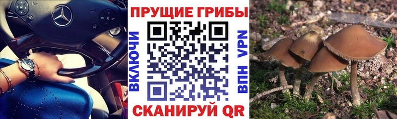 Купить где  Ивантеевка  Псилоцибиновые грибы мухоморы 